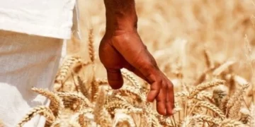 Government after new wheat record, targets 408k tonnes