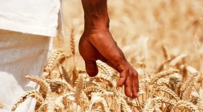 Government after new wheat record, targets 408k tonnes