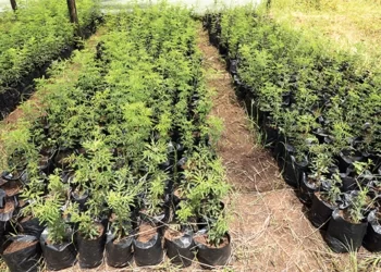 Mbembesi villagers embark on goat feed project