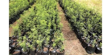 Mbembesi villagers embark on goat feed project