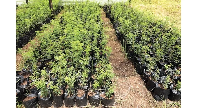 Mbembesi villagers embark on goat feed project