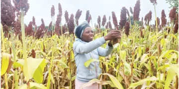 Presidential Inputs beneficiary in farming wonder