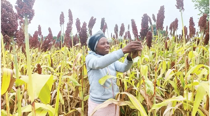 Presidential Inputs beneficiary in farming wonder