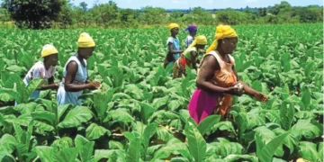 Zim holds inaugural tobacco expo