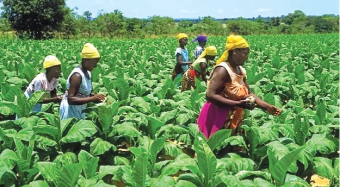 Zim holds inaugural tobacco expo