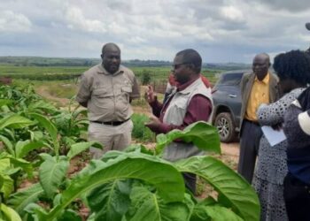 Karoi to host Zim tobacco expo