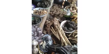 Month-end deadline for Traditional Medical Practitioners’ registration