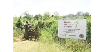 Windfall for communities… Fight against climate change pays dividends