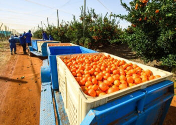 EU new requirements to affect citrus exports