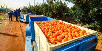 EU new requirements to affect citrus exports