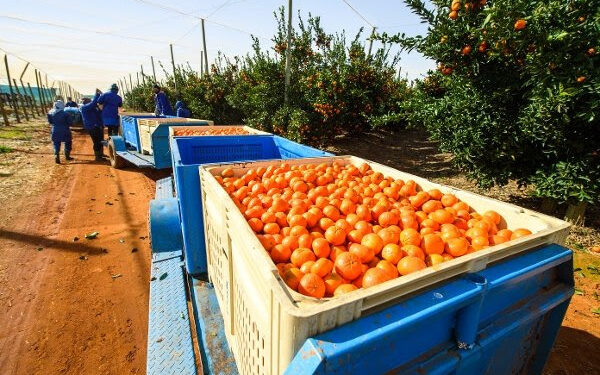 EU new requirements to affect citrus exports