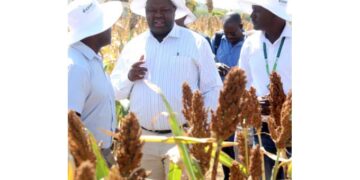 Zimbabwe’s millet yield expected to increase by 45 percent