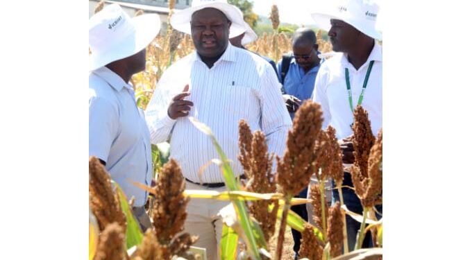 Zimbabwe’s millet yield expected to increase by 45 percent