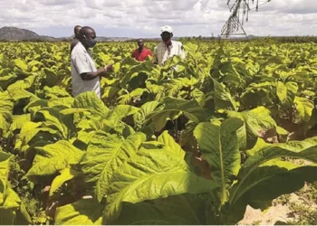Tobacco growing transforms small holder farmers