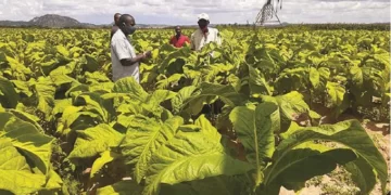 Tobacco growing transforms small holder farmers