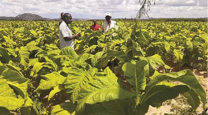 Tobacco growing transforms small holder farmers