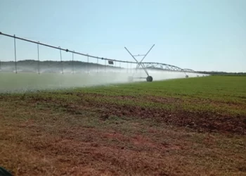 Winter wheat: Makwe irrigation targets 110 hectares