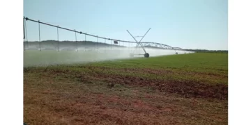 Winter wheat: Makwe irrigation targets 110 hectares