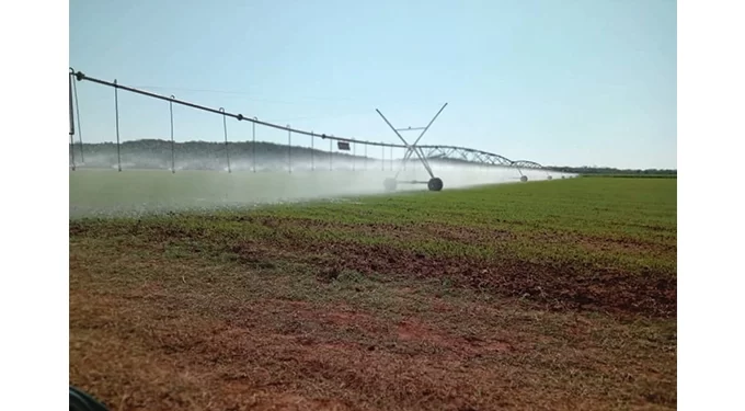 Winter wheat: Makwe irrigation targets 110 hectares