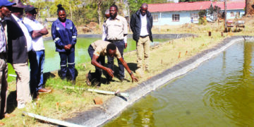 Zim achieves highest winter wheat hectarage