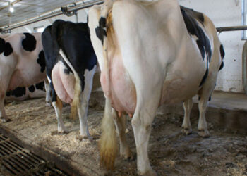 US$4m dairy project takes off