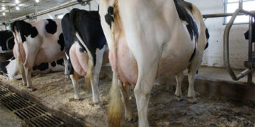 US$4m dairy project takes off