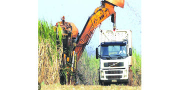 Govt issues Hippo Valley five 99-year leases