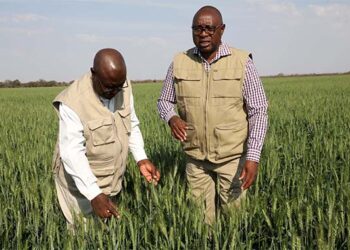 Winter wheat bumper harvest loading… Arda Antelope estate puts 545 hectares under wheat