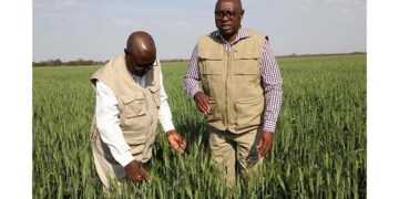 Winter wheat bumper harvest loading… Arda Antelope estate puts 545 hectares under wheat