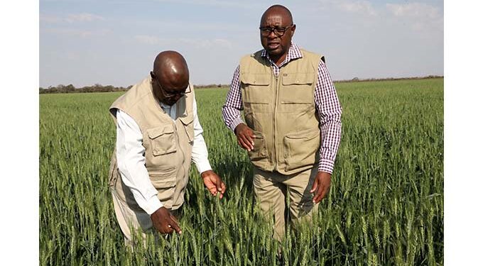 Winter wheat bumper harvest loading… Arda Antelope estate puts 545 hectares under wheat