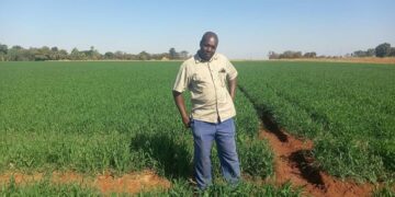 Midlands winter wheat farmers surpass target