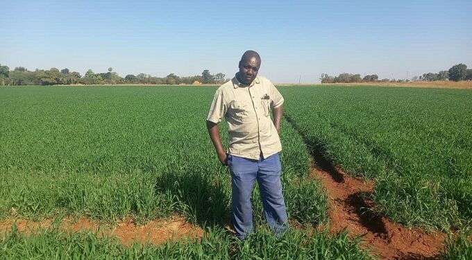 Midlands winter wheat farmers surpass target