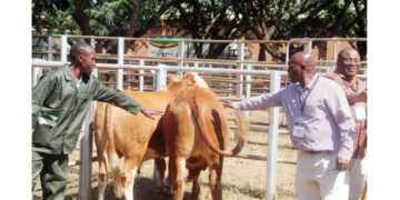 ‘Establish animal husbandry centre in Bulawayo’