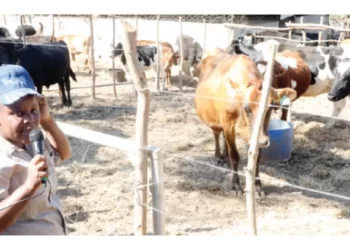 More Matabeleland women venture into dairy farming