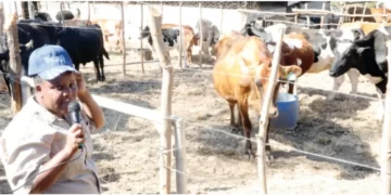 More Matabeleland women venture into dairy farming