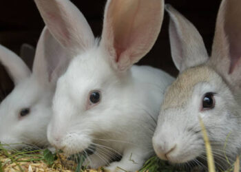 Zicorba urges Govt to ban rabbit imports