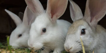 Zicorba urges Govt to ban rabbit imports