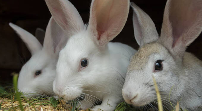 Zicorba urges Govt to ban rabbit imports