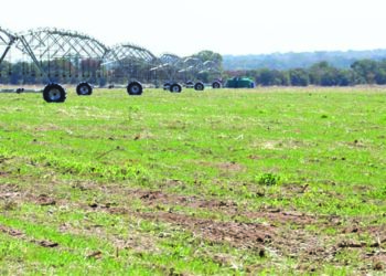 Irrigation hectarage increases in Matabeleland South