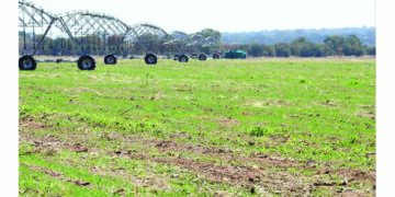 Irrigation hectarage increases in Matabeleland South