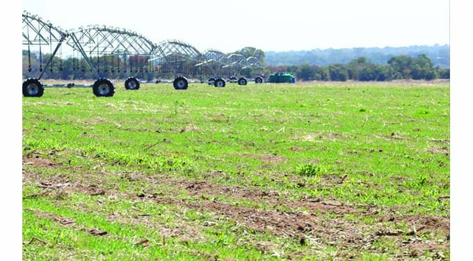 Irrigation hectarage increases in Matabeleland South