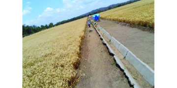 Beitbridge celebrates irrigation revival