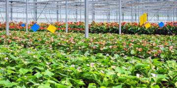 Horticulture can drive family farms, rural development