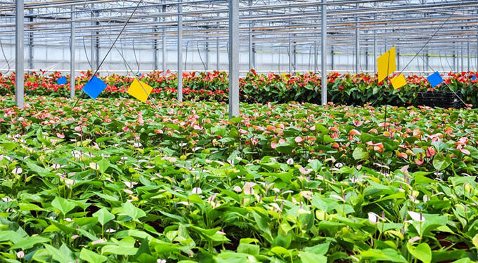 Horticulture can drive family farms, rural development